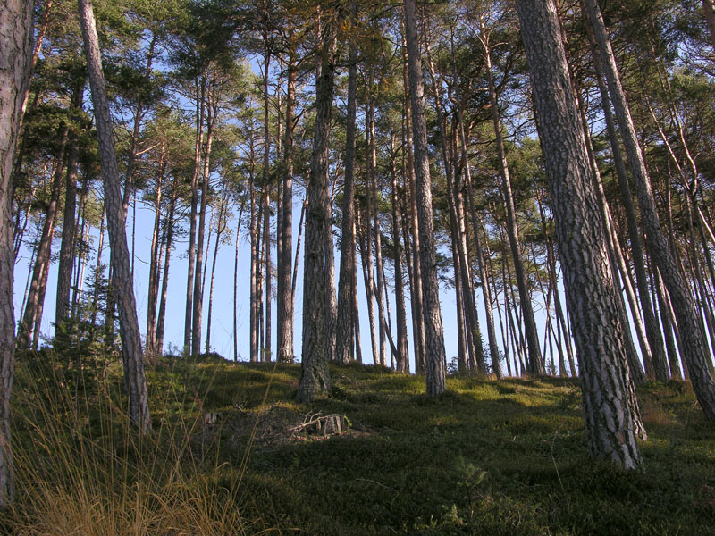 Nei boschi del mauretto..quando il gatto non c''�...